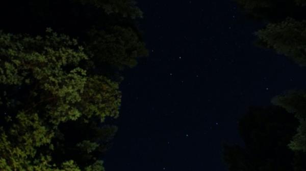 Night Trees Stars Image Wallpaper