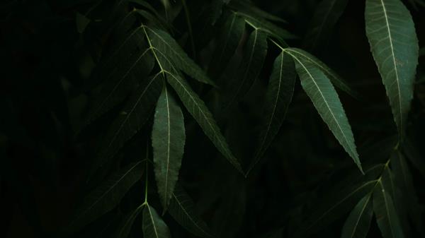 Osier Branches Leaves Wallpaper