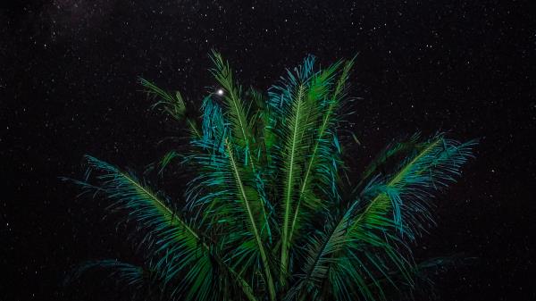 Palm Branches Stars Wallpaper