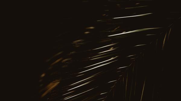 Palm Leaf Plant Wallpaper