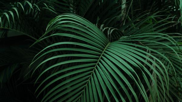 Palm Leaves Green Wallpaper