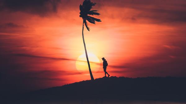 Palm Silhouette Sunset Wallpaper