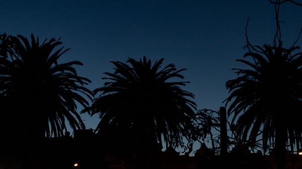 Palm Trees Dark Silhouettes Wallpaper