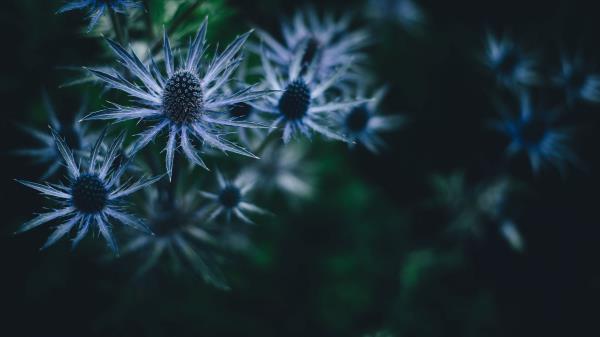 Plant Prickly Dark Wallpaper