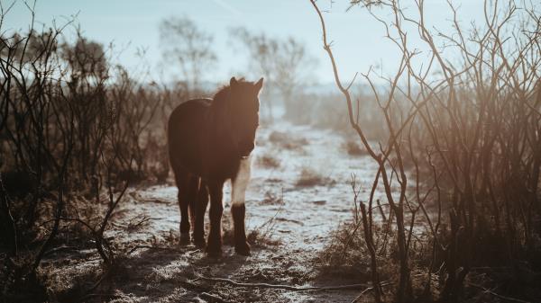 Pony Horse Shadow Bushes Wallpaper