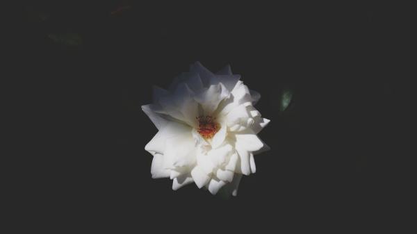 Rose Bud Petals White Wallpaper