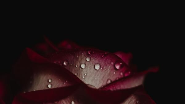 Rose Drops Petals Dark Background Wallpaper