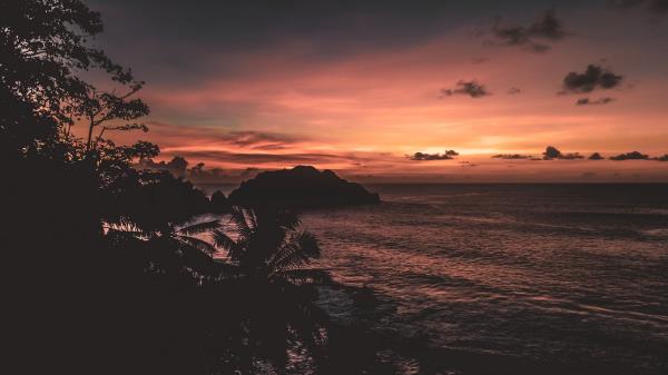 Sea Palm Trees Rock Wallpaper