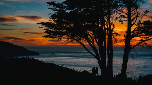 Silhouettes Sunset Tree Sea Wallpaper