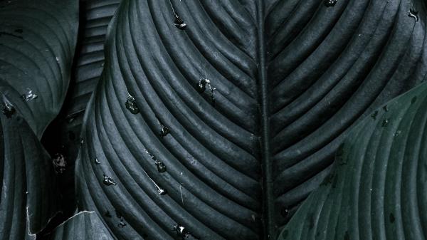 Spathiphyllum Plant Leaves Wallpaper