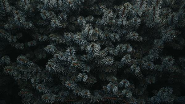 Spruce Branches Needles Wallpaper
