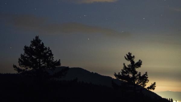 Spruce Silhouette Stars Wallpaper