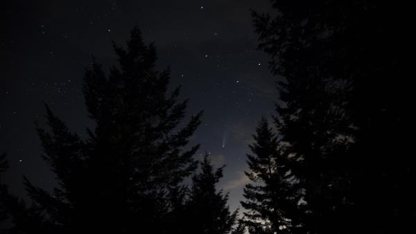 Spruce Trees Night Wallpaper
