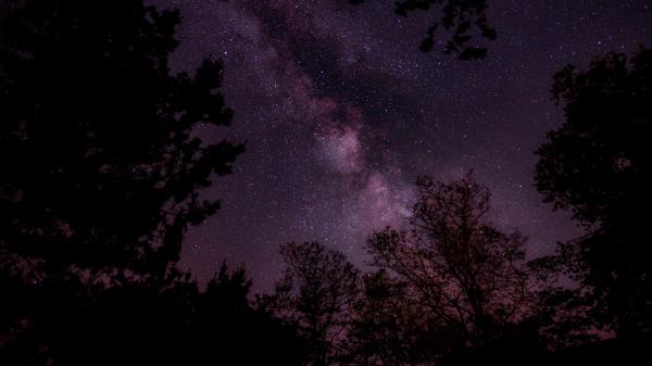 Starry Sky Stars Sky Night Trees Wallpaper