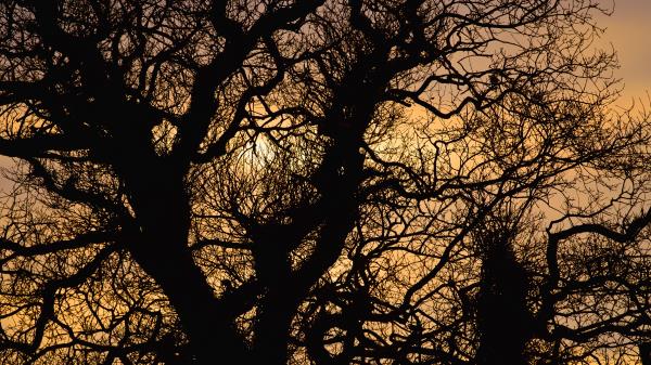 Sun Branches Silhouette Wallpaper
