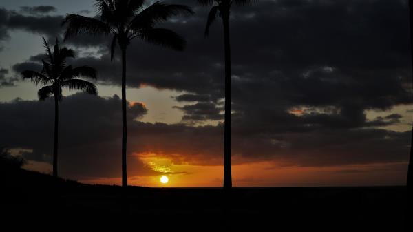 Sunset Palm Sky Wallpaper