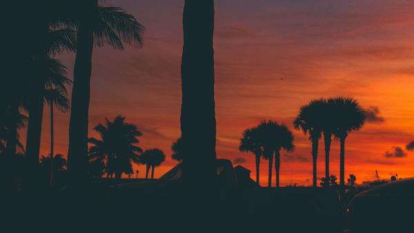 Sunset Palm Trees Silhouette Wallpaper