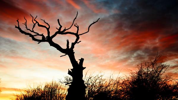 Sunset Silhouette Snag Wallpaper