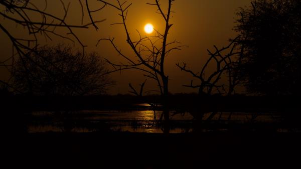 Sunset Trees Water Wallpaper