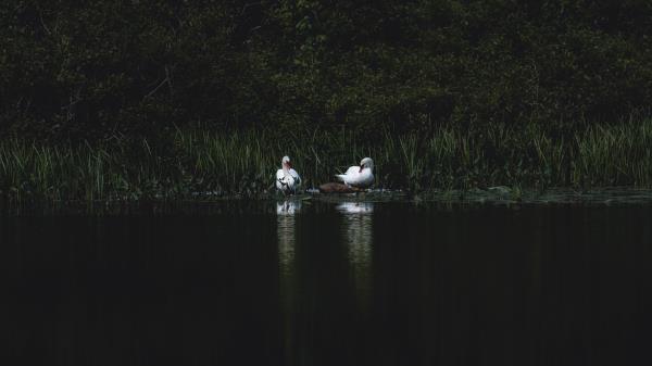 Swans Bird Pond Grass Wallpaper