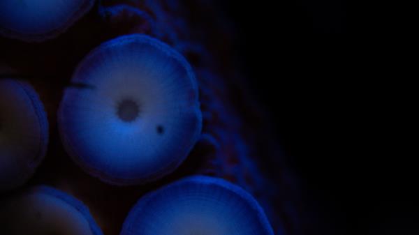 Tentacles Octopus Macro Wallpaper