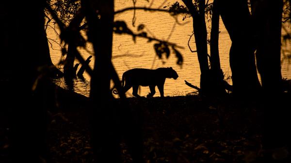 Tiger Silhouette Dark Wallpaper