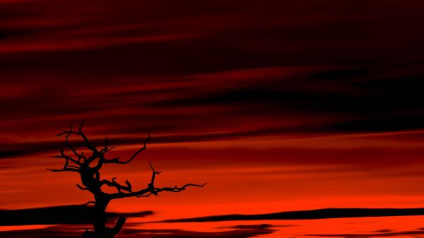 Tree Dark Sky Wallpaper