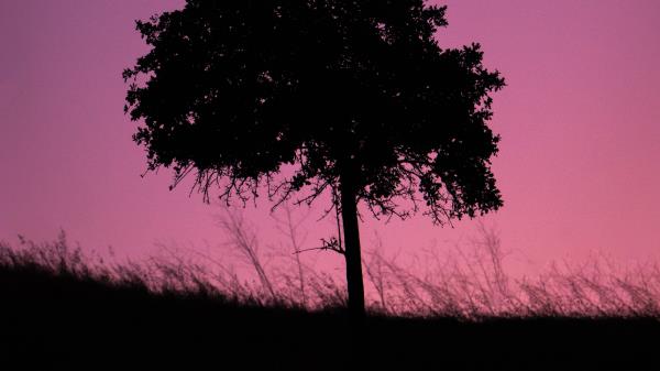 Tree Dark Twilight Wallpaper