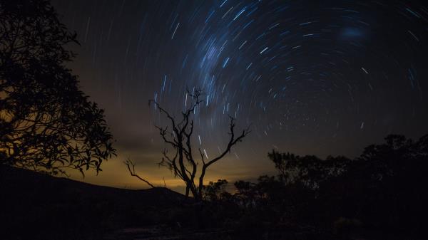 Tree Night Starry Sky Wallpaper