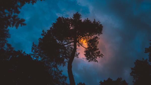 Tree Night Sunset Sky Wallpaper