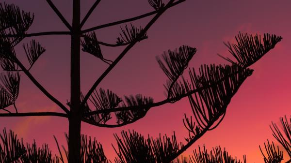 Tree Silhouette Branches Wallpaper