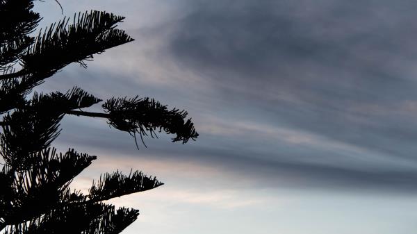 Tree Silhouette Dusk Wallpaper