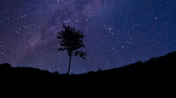 Tree Silhouette Starry Sky Wallpaper