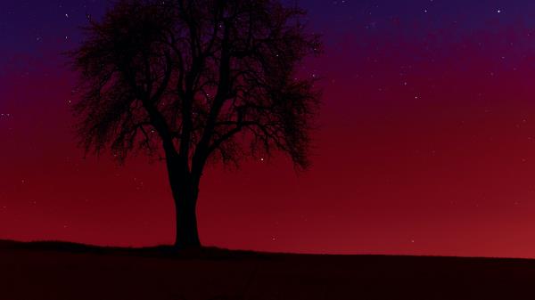 Tree Silhouette Sunset Wallpaper