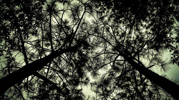 Trees Bottom View Branches Wallpaper