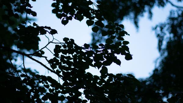 Trees Branches Leaves Image Wallpaper