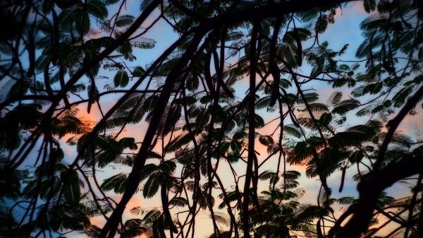 Trees Branches Leaves Wallpaper