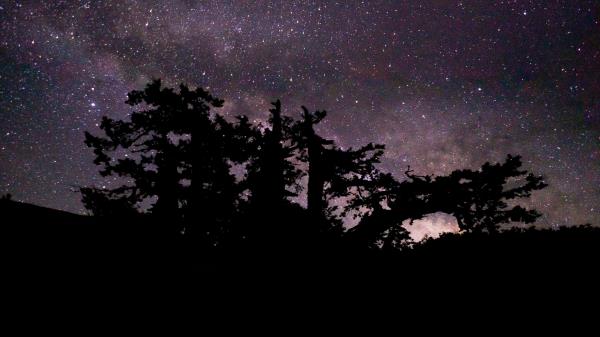 Trees Branches Night Wallpaper