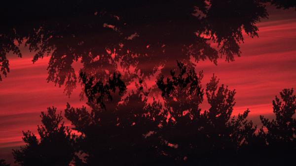 Trees Bushes Silhouette Image Wallpaper