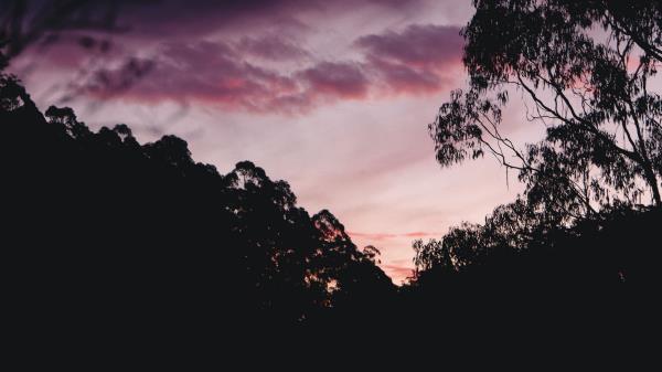 Trees Bushes Silhouette Wallpaper