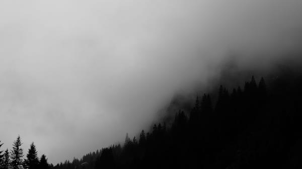 Trees Fog Forest Wallpaper