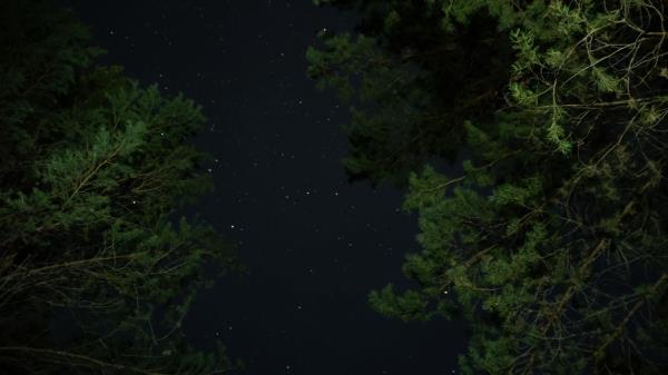 Trees Starry Sky Night Wallpaper