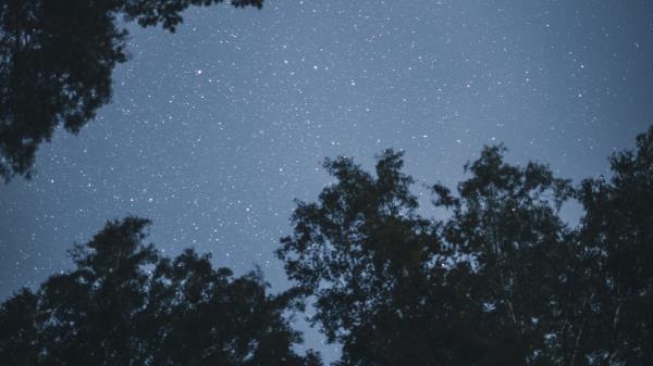 Trees Stars Night Wallpaper