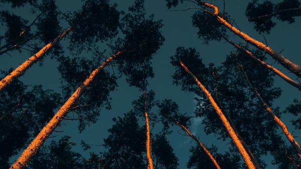 Trees Trunks Crowns Wallpaper