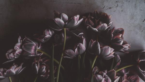 Tulips Flowers Bouquet Wall Wallpaper