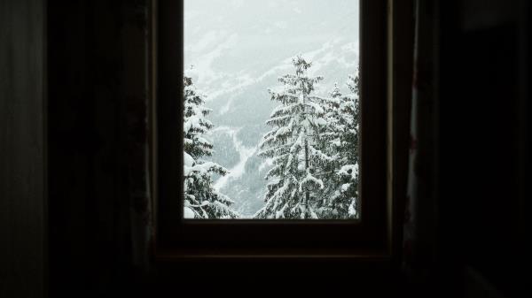 Window Trees Winter Wallpaper