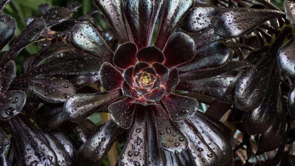 Aeonium Arboreum Tree Aeonium Leaves Wallpaper