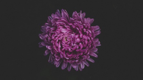 Aster Flower Purple Single wallpaper