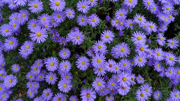 Asters Flowers Flower Bed Wallpaper