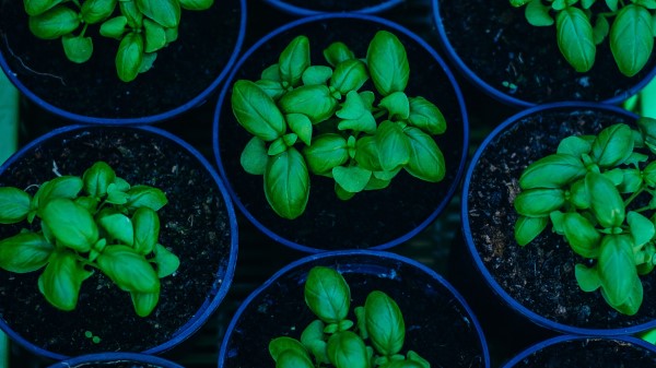 Basil Pots Plant Wallpaper